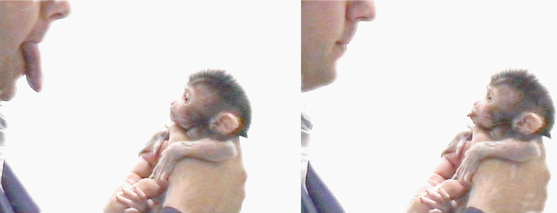 Neonatal (newborn) macaque imitating facial expressions