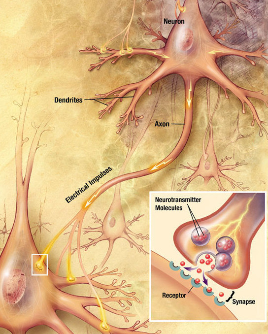 A signal propagating down an axon to the cell body and dendrites of the next cell